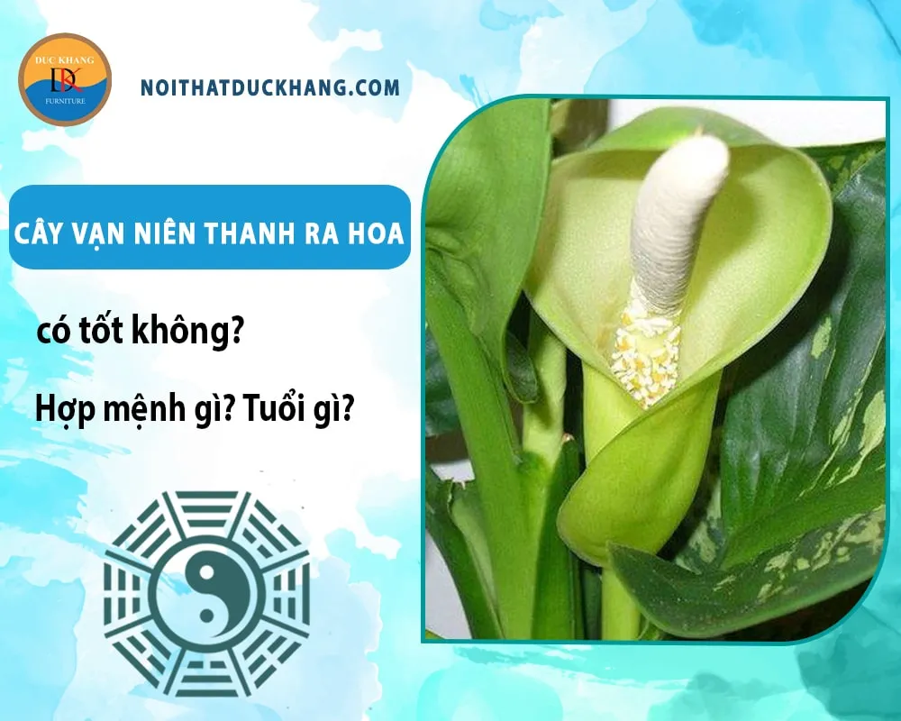 Đặt cây ở vị trí hợp phong thủy để thu hút tài lộc