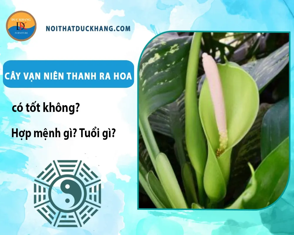 Trồng vạn niên thanh thủy sinh mang lại vẻ đẹp hiện đại