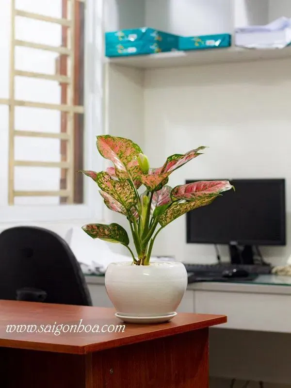 Cây Vạn Lộc để bàn