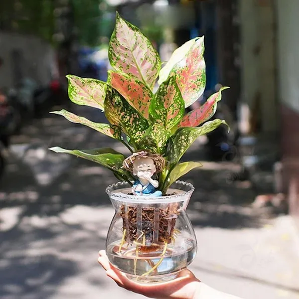 Cây Vạn Lộc thuỷ sinh