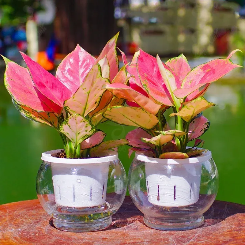 Các loại cây trồng thủy sinh dễ trồng - Cây vạn lộc