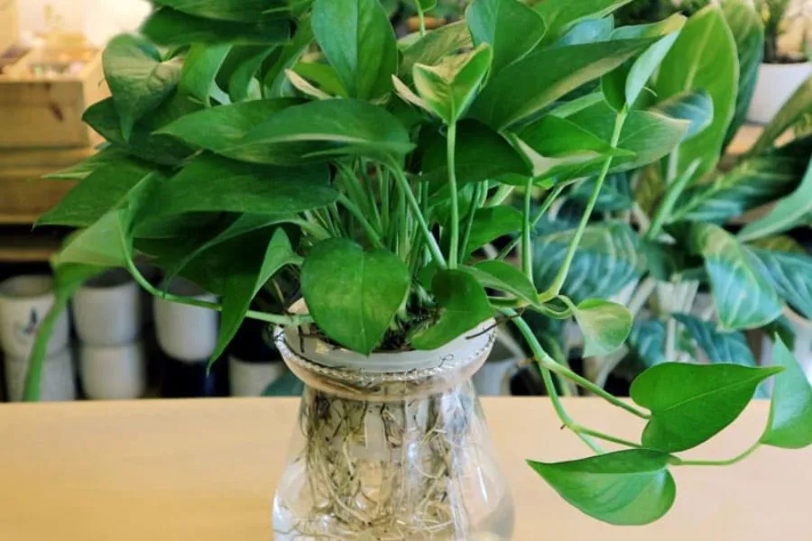 Cây vạn niên thanh