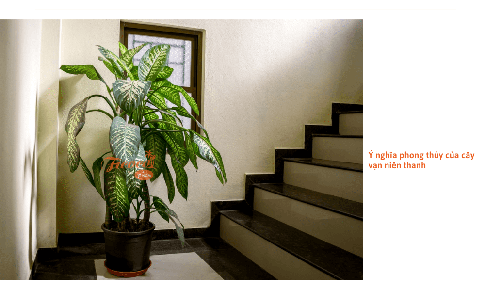 cay-van-nien-thanh