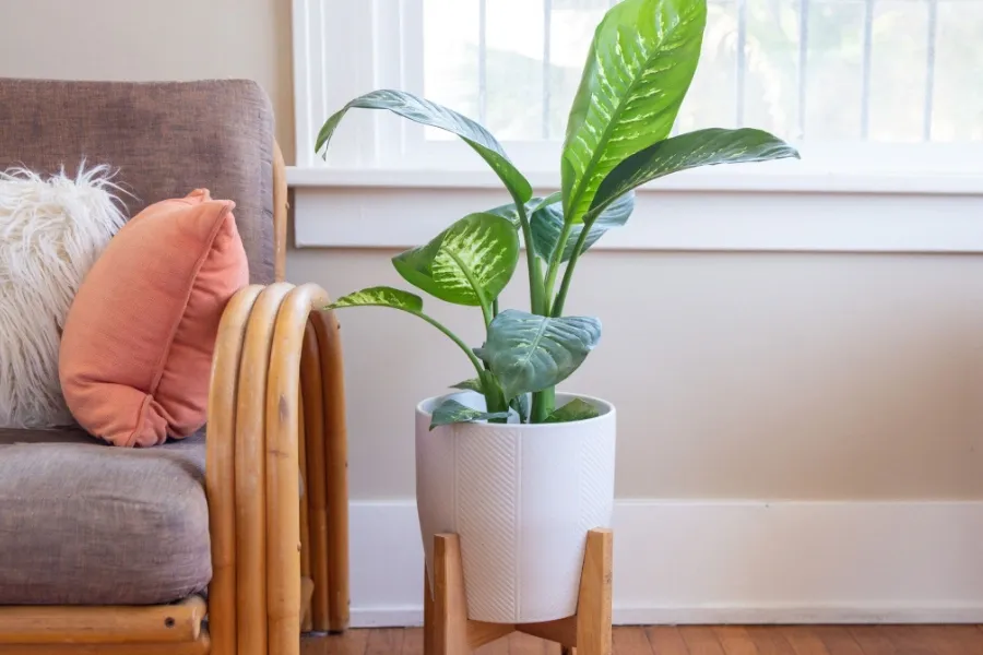 Cây vạn niên thanh PITO