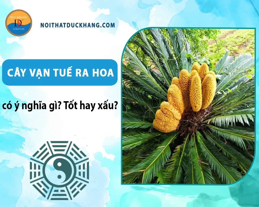 Cây vạn tuế nở hoa mang lại năng lượng tích cực cho ngôi nhà