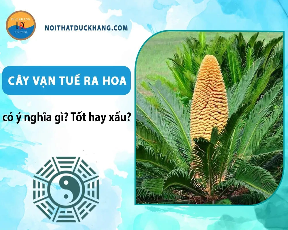 Vạn tuế là lựa chọn hàng đầu cho người mệnh Mộc và Hỏa