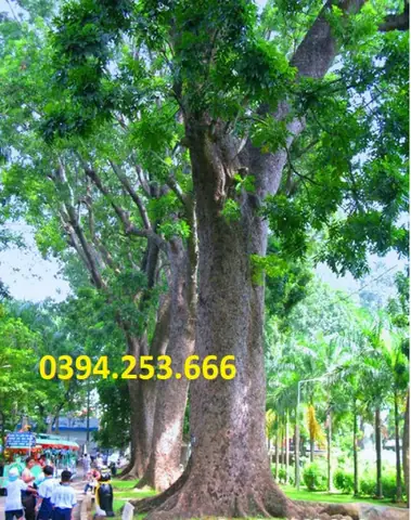 Cây Xà Cừ: Đặc Điểm, Công Dụng Vượt Trội và Hướng Dẫn Trồng Chi Tiết