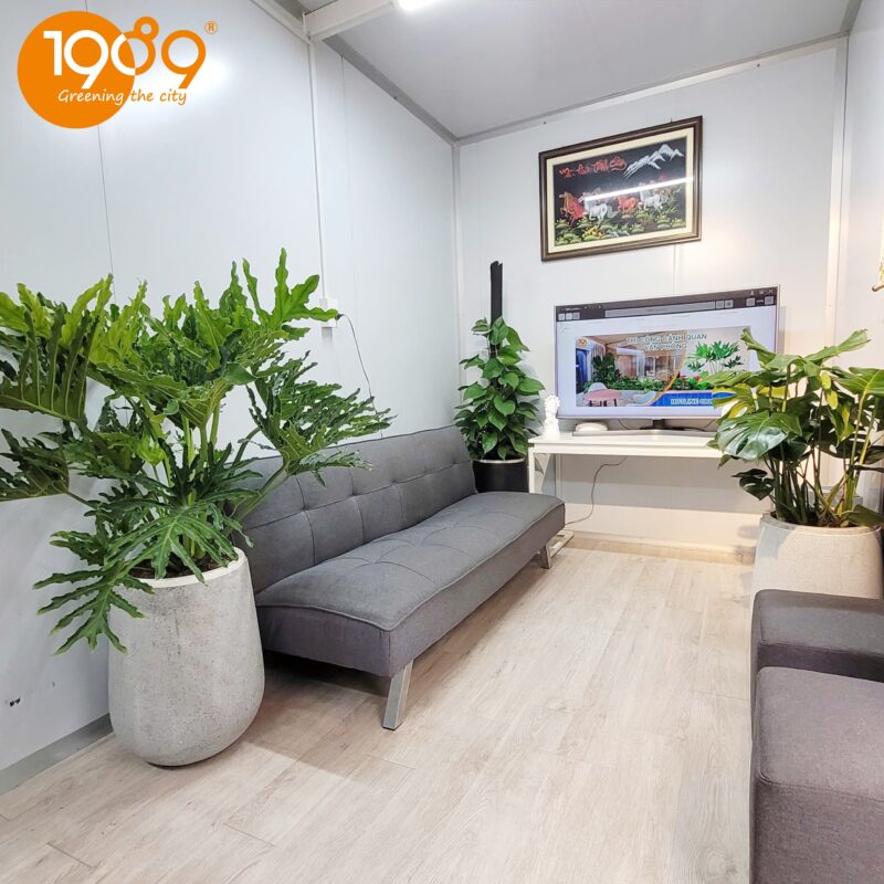 Biến Ban Công Thành Ốc Đảo Xanh: Dịch Vụ Trồng Cây Chuyên Nghiệp