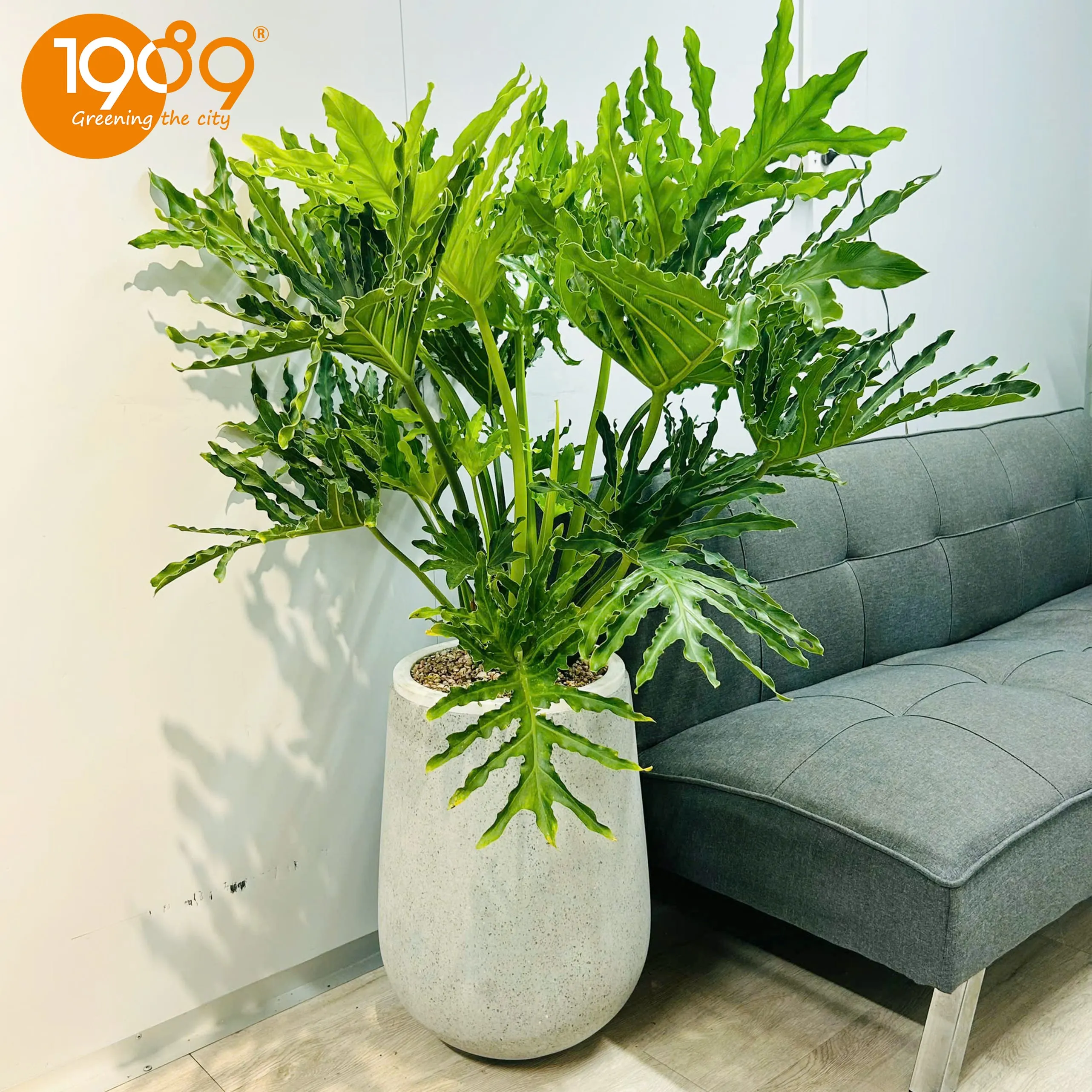 Cây trầu bà thanh xuân