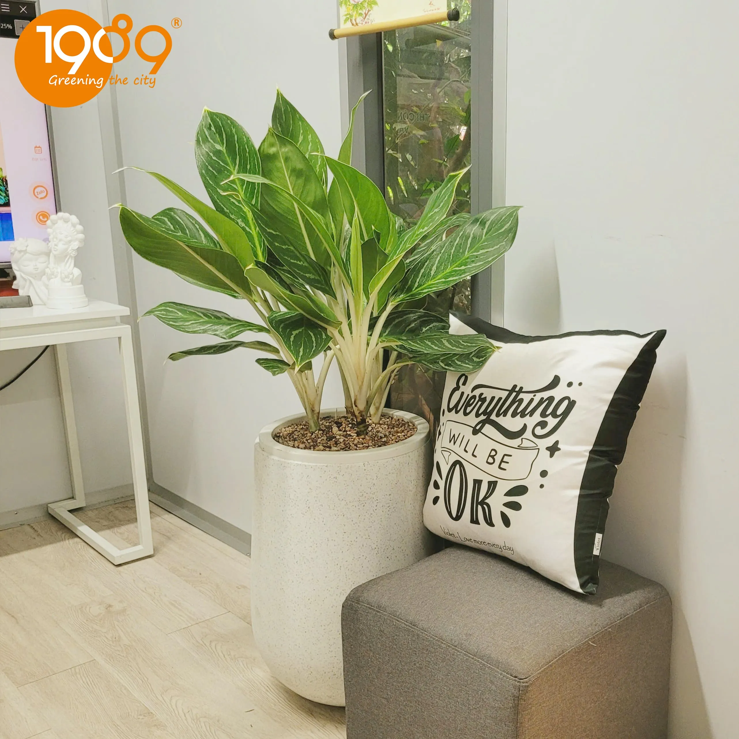 Nhân viên chăm sóc chậu cây bạch mã hoàng tử tại vườn ươm chuyên nghiệp