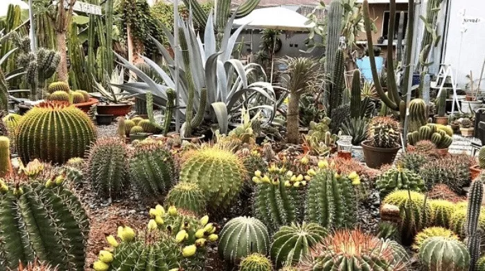 Hình ảnh cây xương rồng với kiểu dáng và hình dạng khác nhau