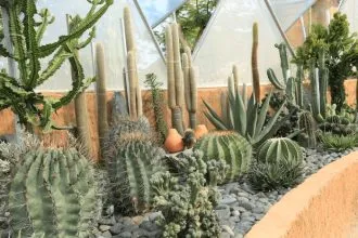 Xương rồng rất được ưa chuộng sử dụng để trang trí nhà cửa tạo cảnh quan nhờ khả năng sinh trưởng tốt