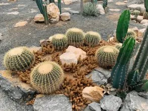 Xương rồng với đa dạng chủng loại tạo nên sự thích thú cho người sưu tầm