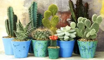 Những chậu cây xương rồng nhỏ xinh được sử dụng trang trí văn phòng làm việc