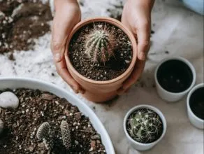 Cây xương rồng rất dễ trồng nhờ khả năng sinh trưởng tốt