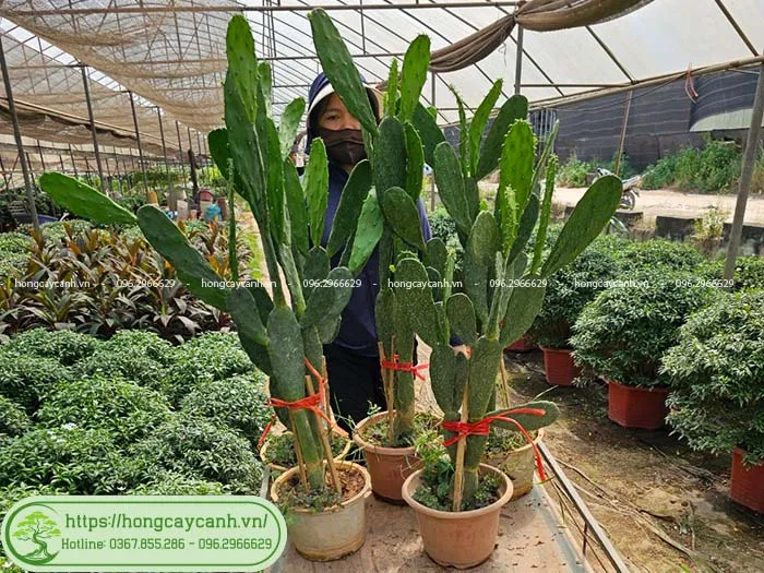 Cây xương rồng tai thỏ cao 1m