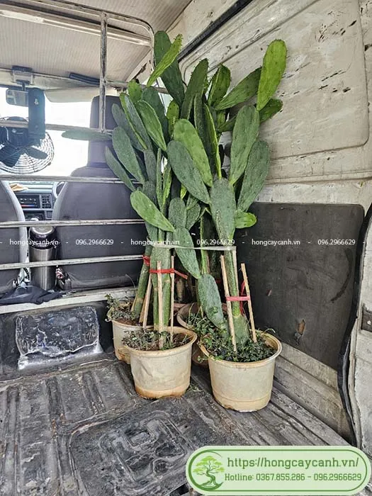 Xương rồng tai thỏ giao khách Hà Nội