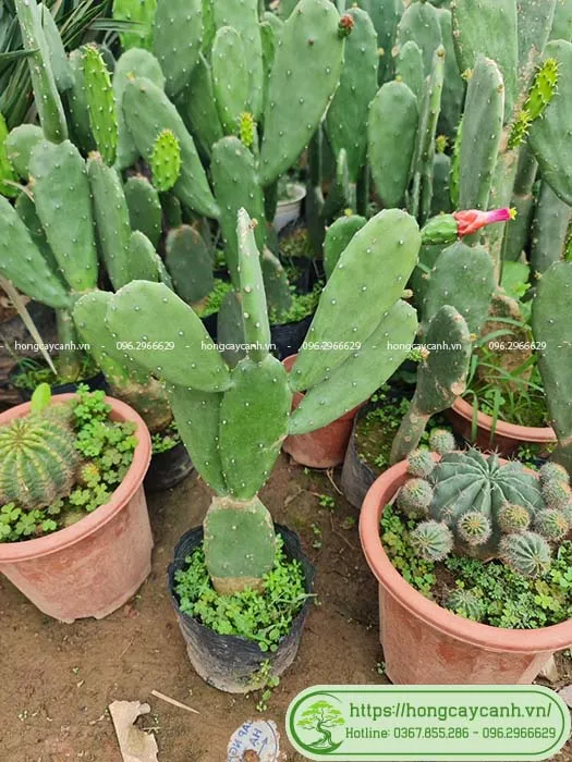 Cây xương rồng tai thỏ ra hoa