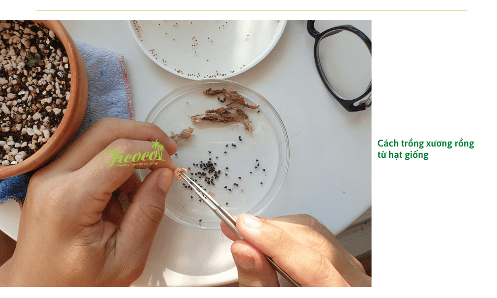 trong-cay-xuong-rong-bang-hat-giong