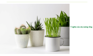 Cây xương rồng: Ý nghĩa đặc biệt, công dụng và cách trồng đơn giản