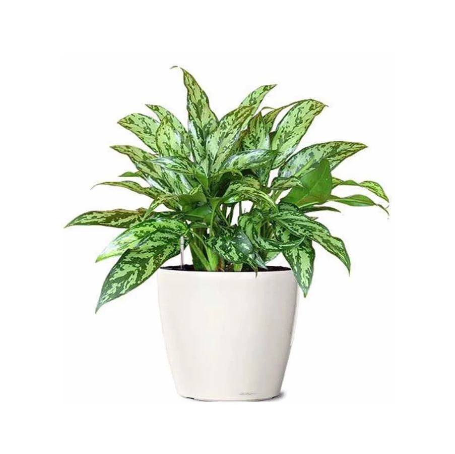 Cây ngân hậu với sắc lá bạc tinh tế và quý phái