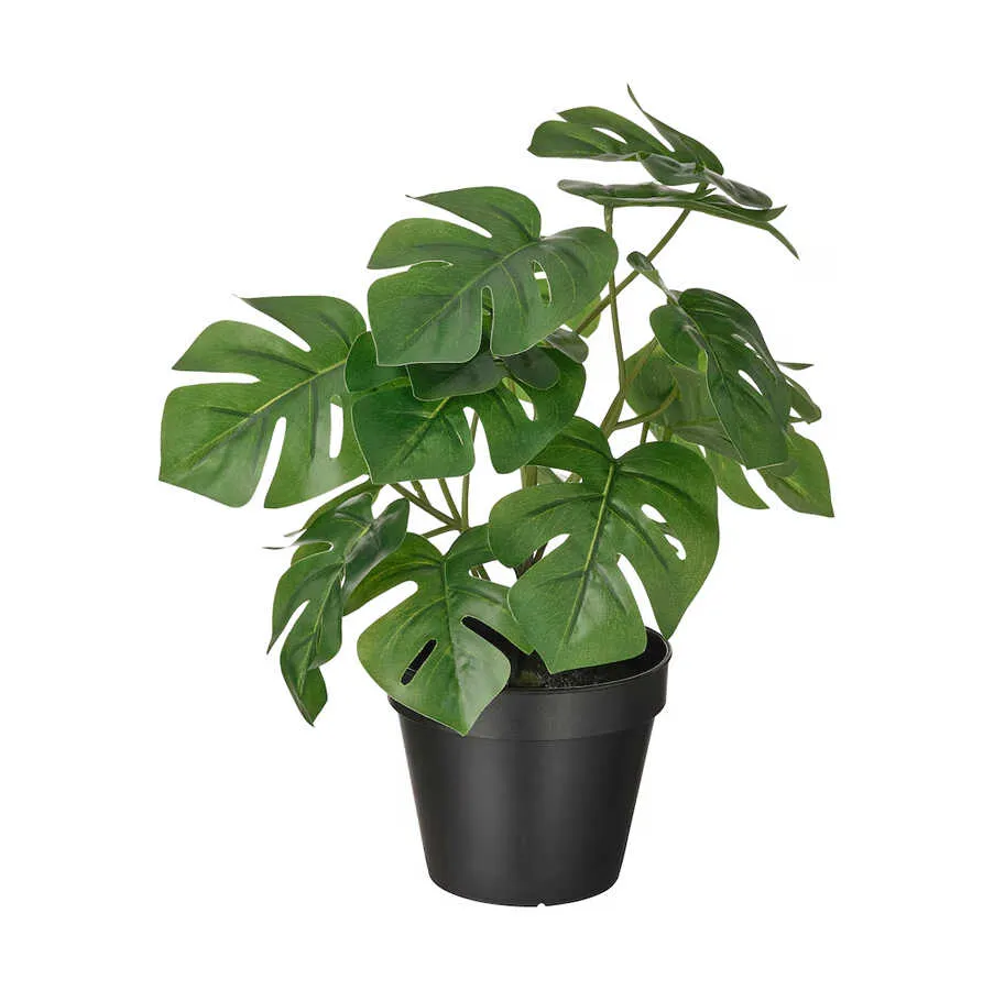 Trầu bà lá xẻ độc đáo giúp không gian thêm sinh động