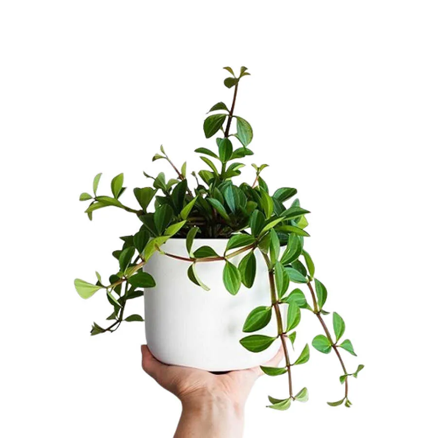 Cây bình an giúp gia chủ luôn cảm thấy thư thái