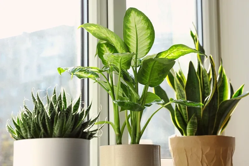 Bố trí không gian xanh theo cung mệnh hỗ trợ luân chuyển vượng khí