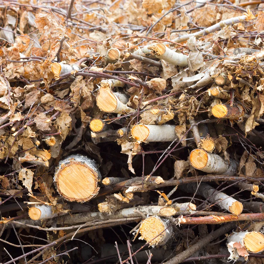 Xử lý cây khô và củi mục an toàn