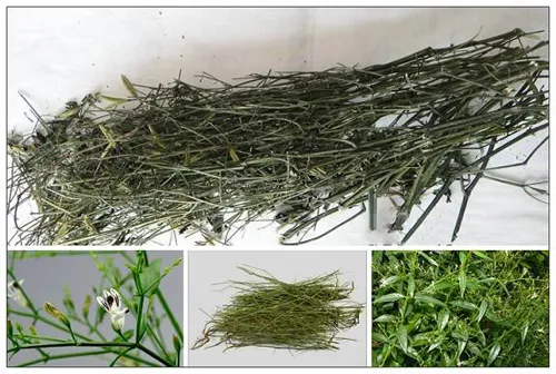 hạt giống xuyên tâm liên