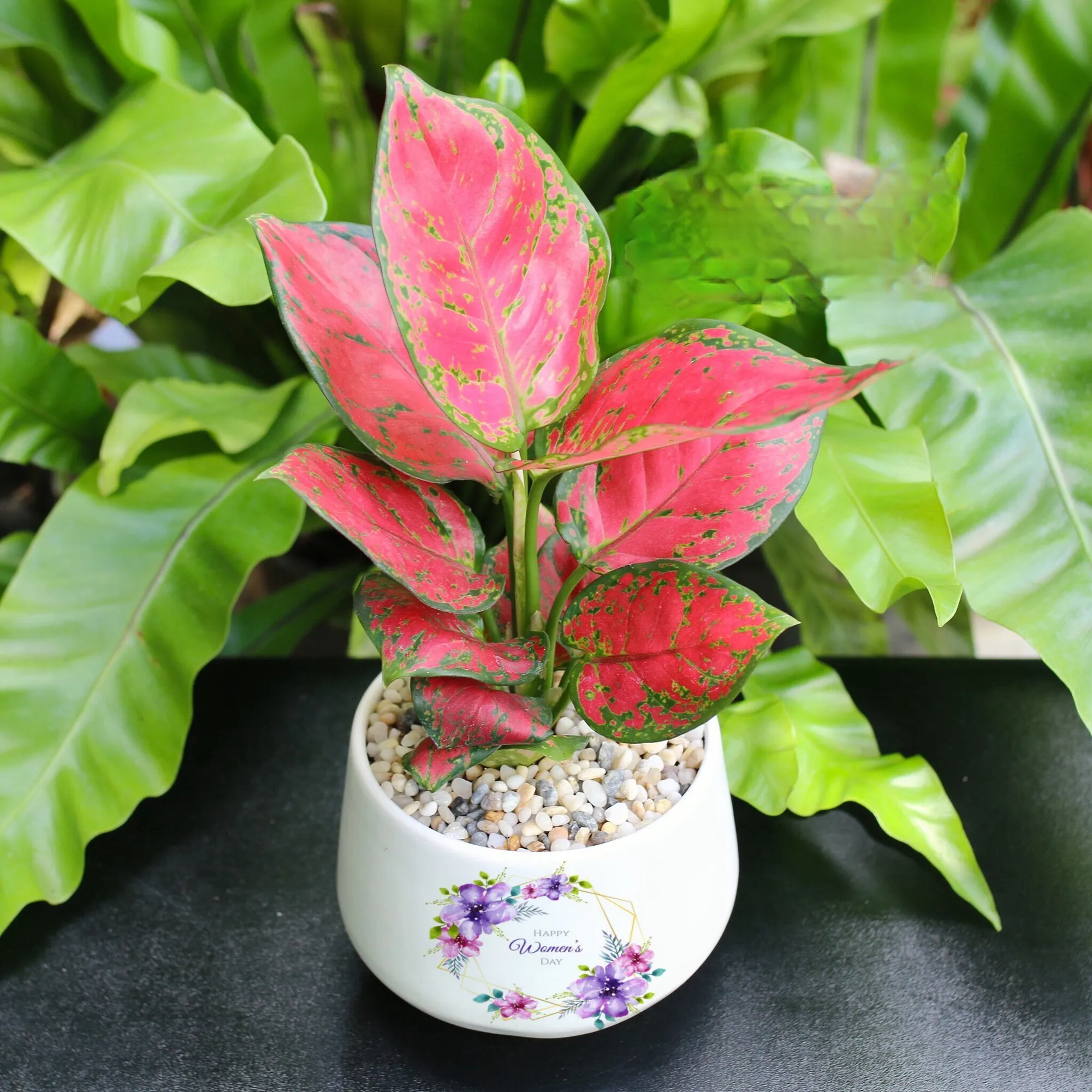 Cây Vạn Lộc với lá màu hồng pha xanh, mang lại tài lộc dồi dào