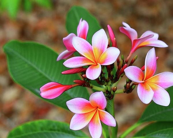 Cây Hoa Đào Tiếng Anh Là Gì? Ý Nghĩa, Cách Trồng Và Chăm Sóc Chi Tiết