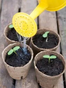 Phòng trừ sâu, bệnh hại trên cây hoa Đồng Tiền