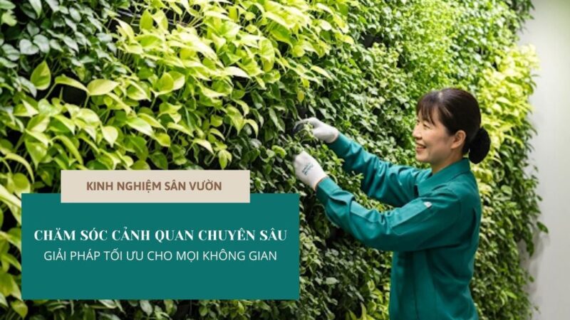 Tối Ưu Hóa Khu Vườn Với Tuyển Chọn Hoa Bụi Trồng Sân Vườn Đẹp Bền Vững