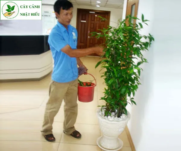 Nhân viên đang tưới và chăm sóc cây