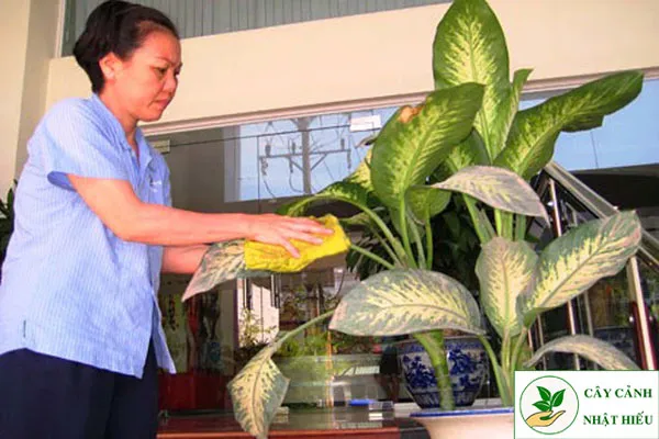 Nhân viên chăm sóc cây trong văn phòng