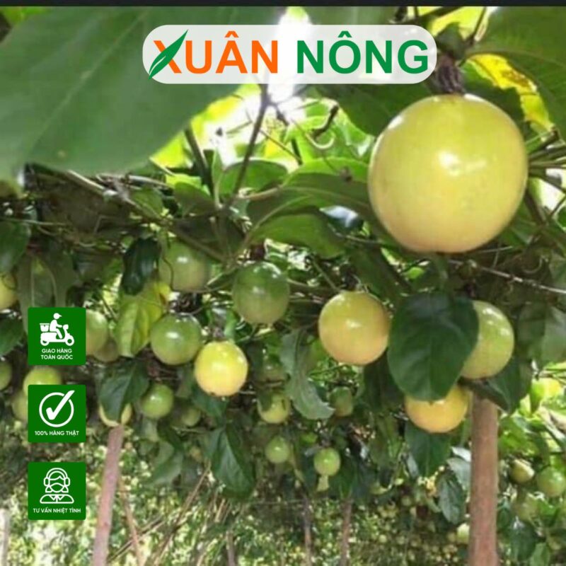 Kỹ Thuật Trồng Chanh Dây: Hướng Dẫn Toàn Diện Từ A-Z