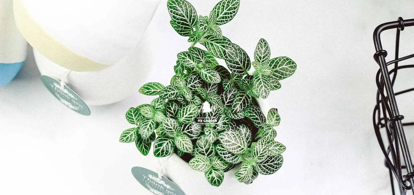 Cách chăm sóc lá may mắn trong terrarium