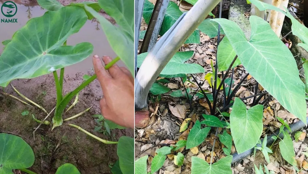 cham-soc-cay-khoai-mon