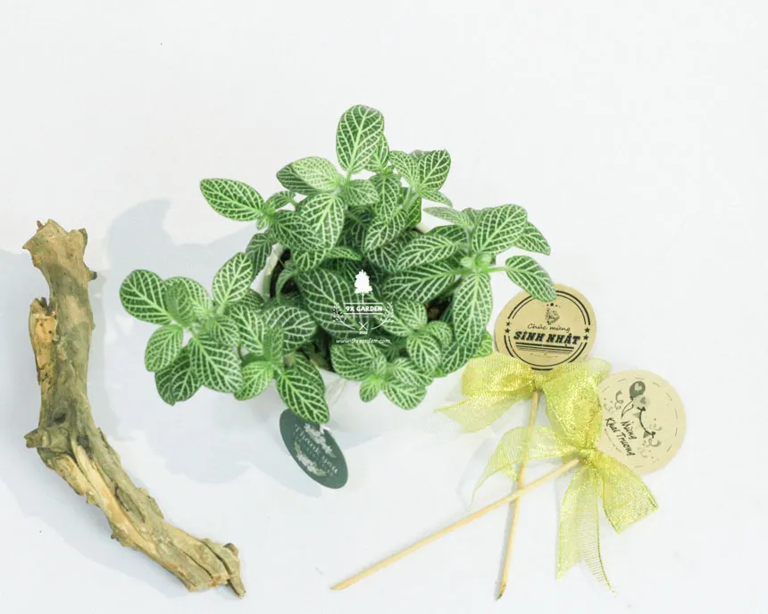 Lá may mắn được chăm sóc đúng cách