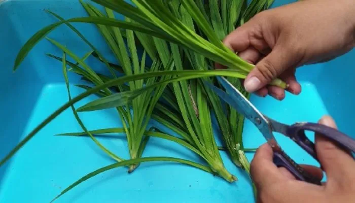 chăm sóc cây lá dứa thủy canh