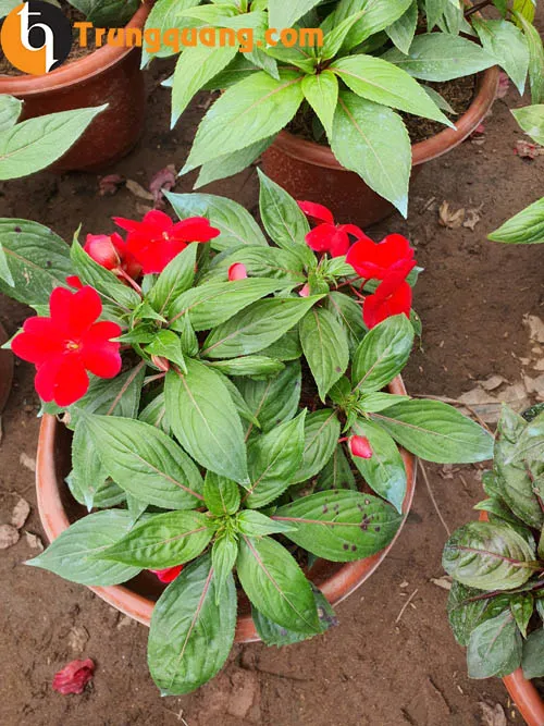 Chăm sóc cây mai địa thảo đỏ