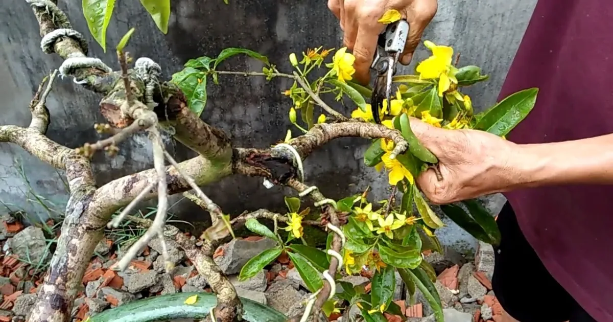 Cách chăm sóc cây mai trong chậu sau Tết