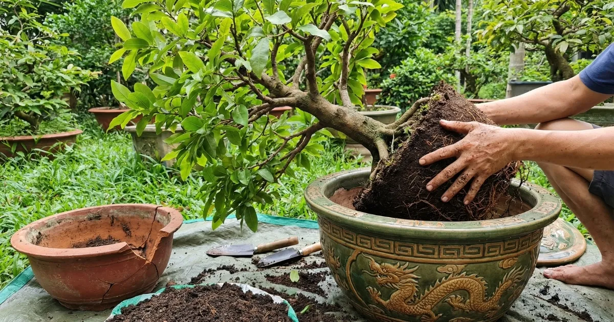 Thay chậu cho mai sau 2 -3 năm trồng