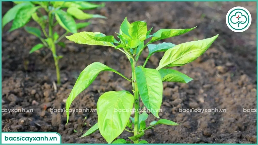 Cây ớt con khỏe mạnh trong khay ươm, lá xanh đậm, thân cứng cáp