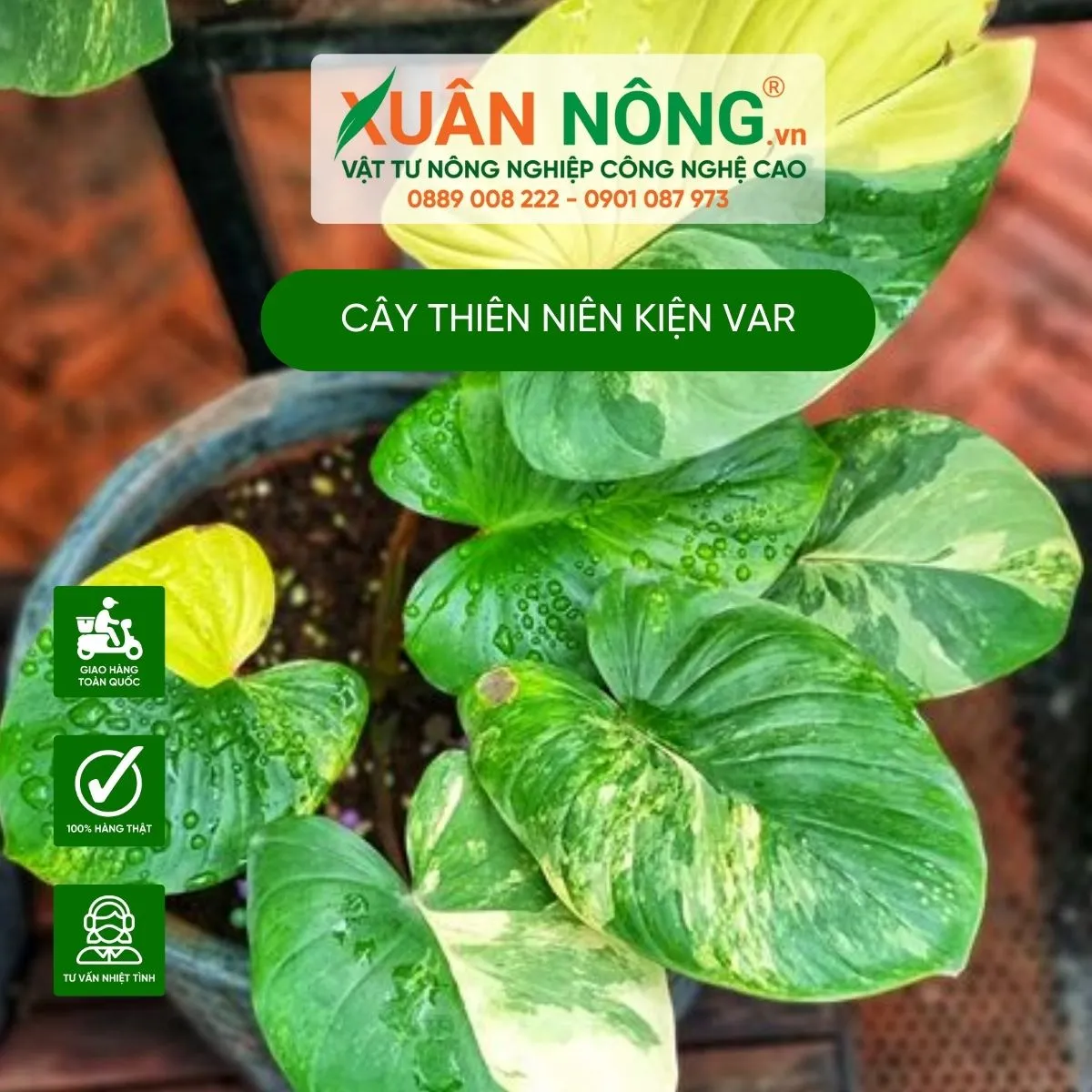 Chăm sóc đúng cách giúp cây Thiên Niên Kiện var giữ màu lá rực rỡ