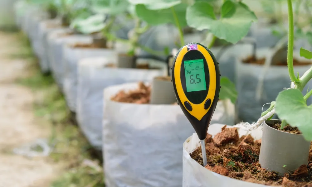Chọn đất trồng hoa có độ pH 5.5-6.5