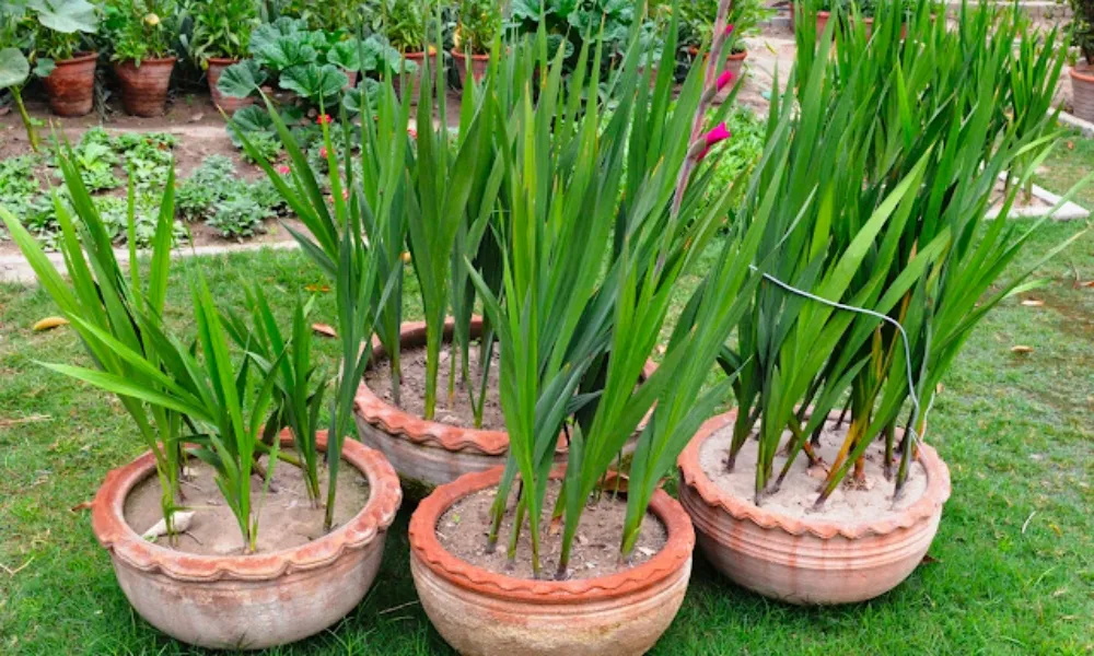 Cách trồng hoa lay ơn nở đúng Tết