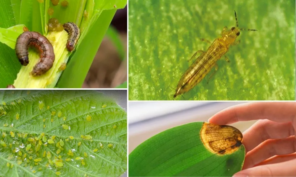 Sâu bệnh hại phổ biến ở hoa lay ơn