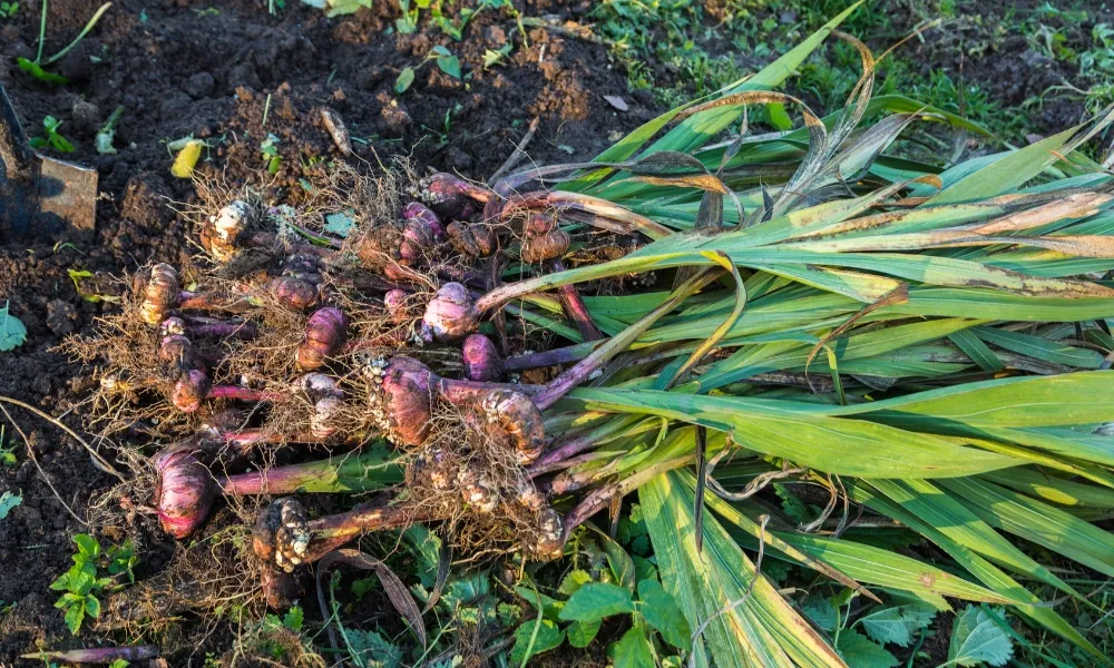 Thu hoạch hoa và củ lay ơn đúng cách